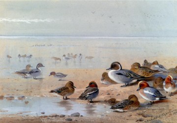 Pintail Teal et Wigeon sur le bord de la mer Archibald Thorburn oiseau Peinture à l'huile
